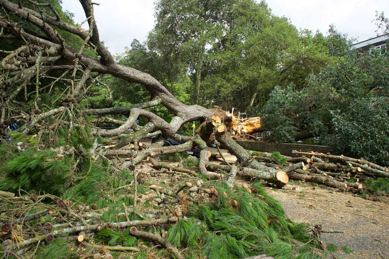 The Steps Involved in Our Tree Care Process in Tulare, CA